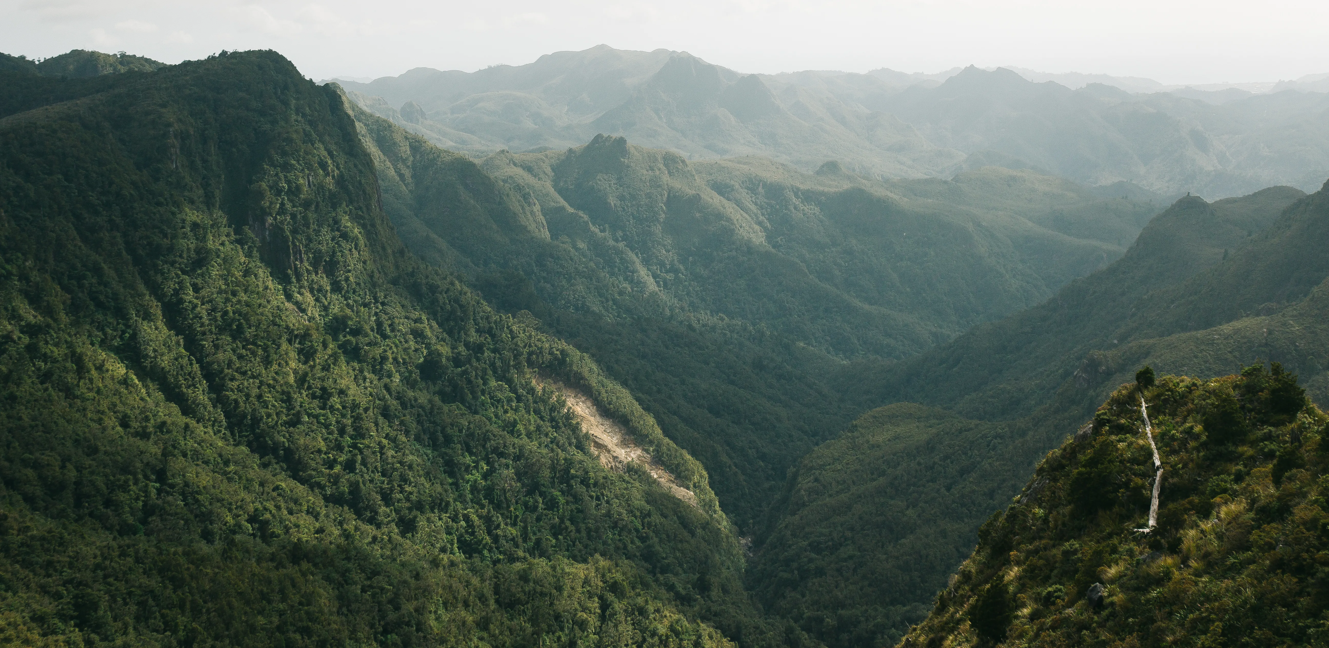 Hike the Kauaeranga Kauri Trail (Pinnacles Track)
