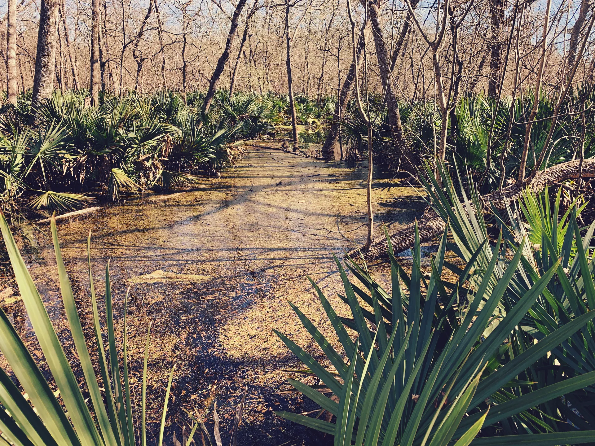 Hike the Ottine Swamp Trail