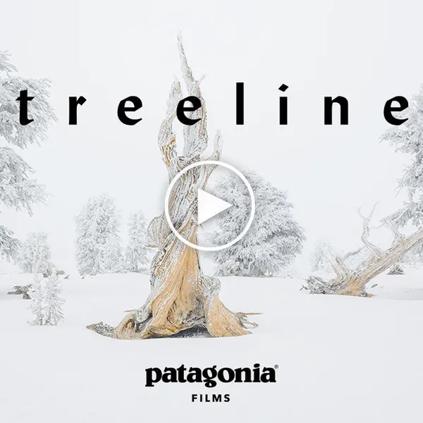 Patagonia's "Treeline" Is a Celebration of Our Dependence on Trees