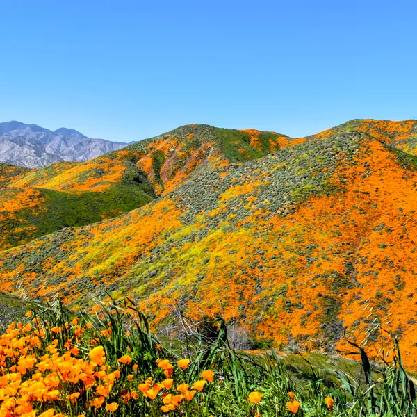 3 Days of Chasing Wildflowers in Southern California
