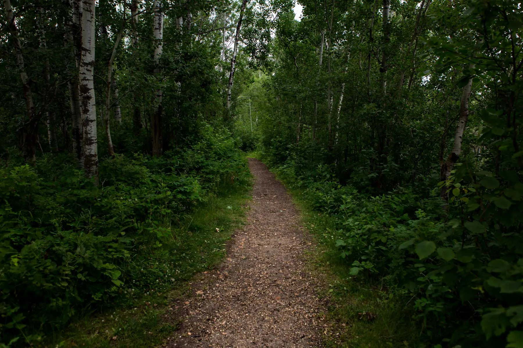 Hike Amisk Wuche Trail, Elk Island National Park