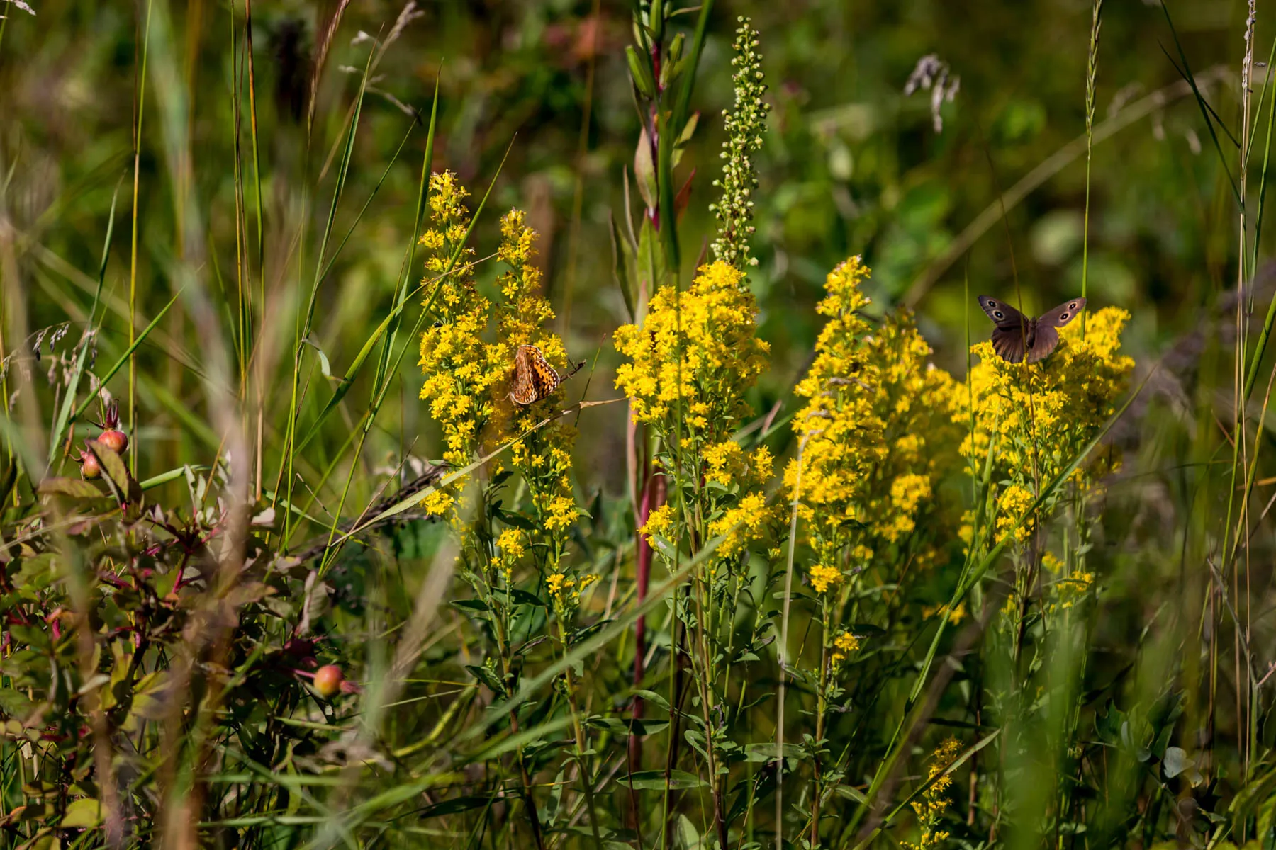 Hike Clifford E. Lee Nature Sanctuary