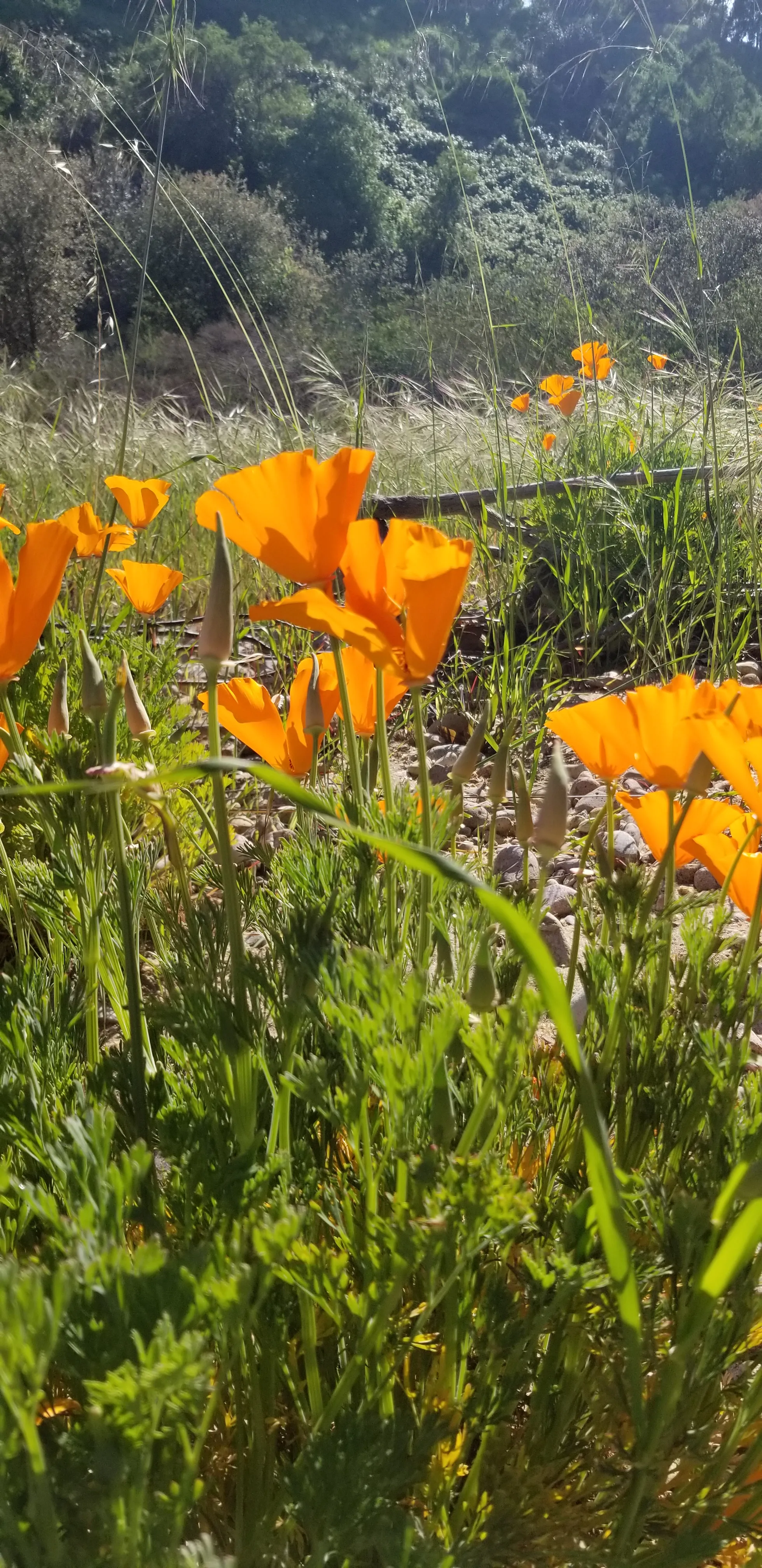 Rose Canyon Trail 