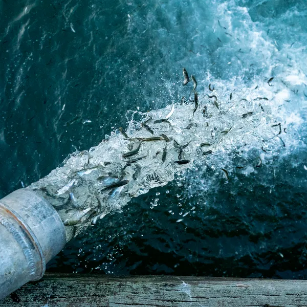 Patagonia's Film "Artifishal" Shares the Hard Truth about Fish Hatcheries 