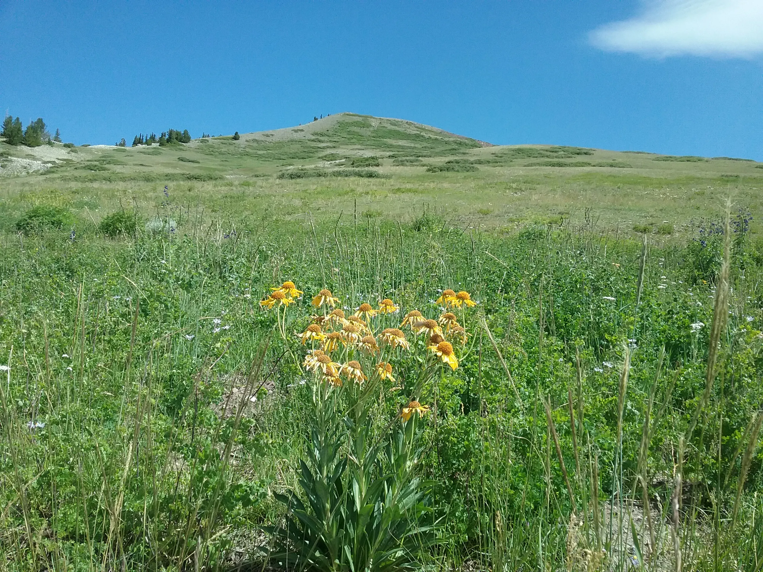 Hike the Brian Head Loop Trail