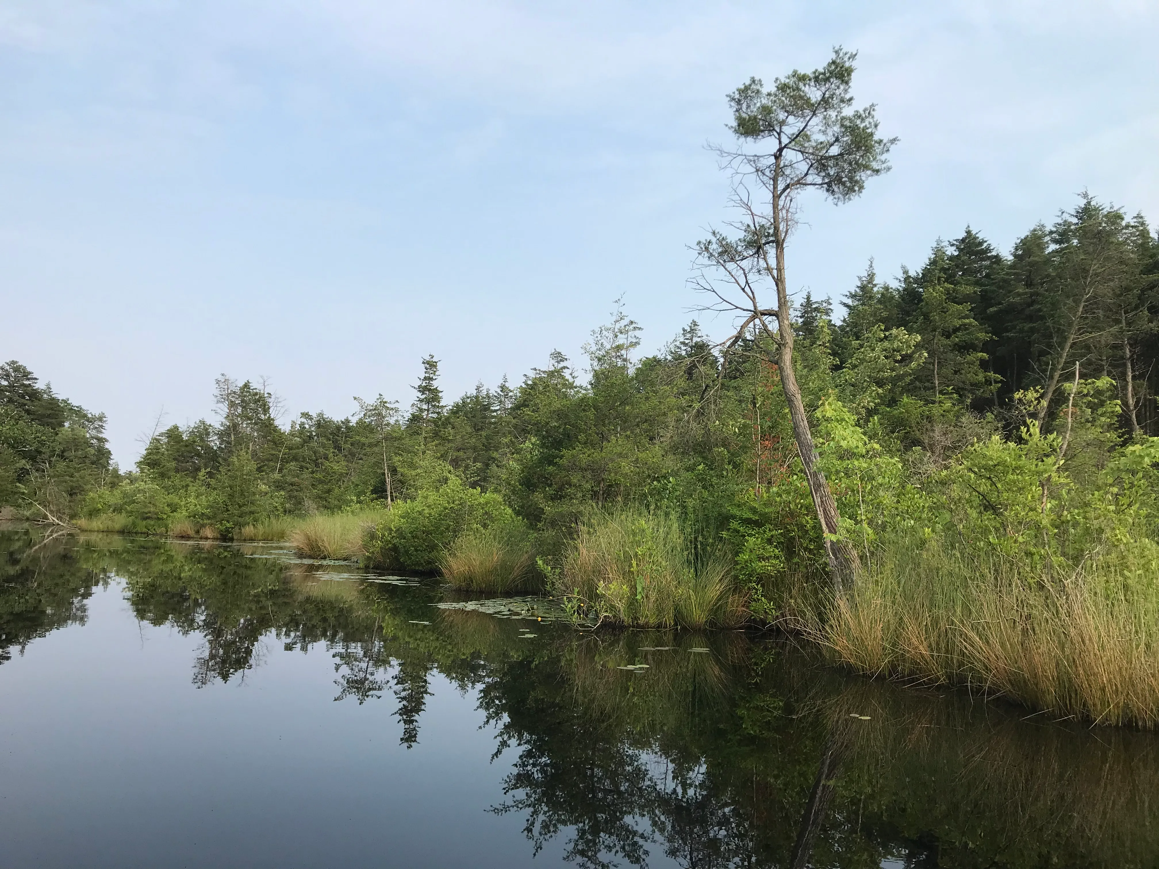 Camp at Wharton State Forest