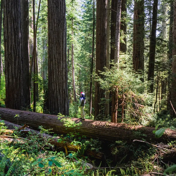 Spend your first weekend in Redwoods National and State Parks 