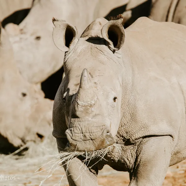 A South African Adventure: An Up-close Rhino Encounter