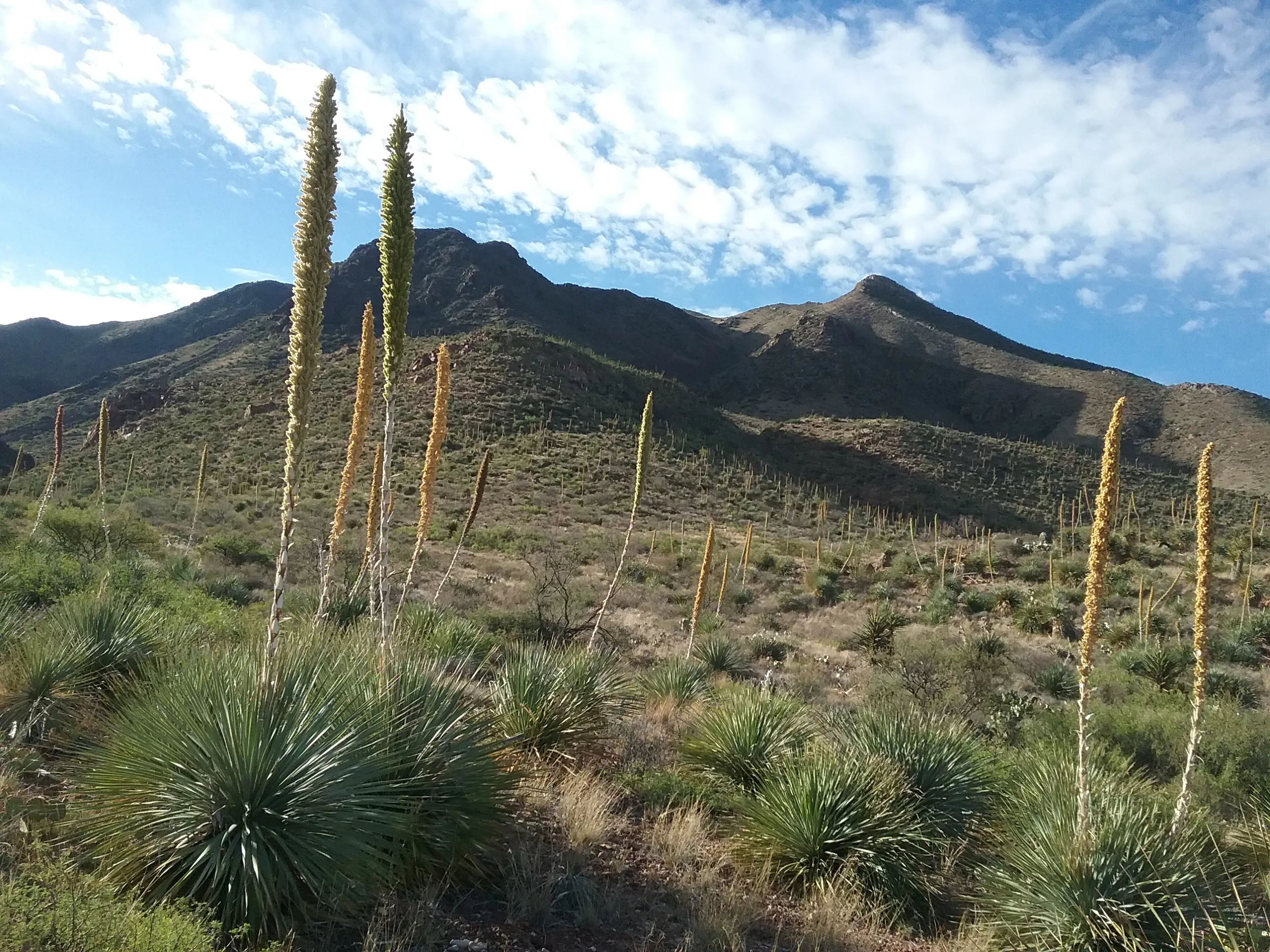 Hike the Agave Loop Trail
