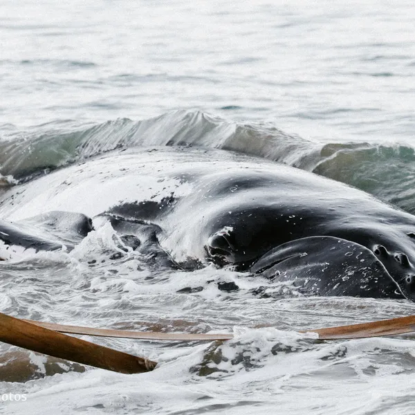 A South African Adventure: The Whale Truth