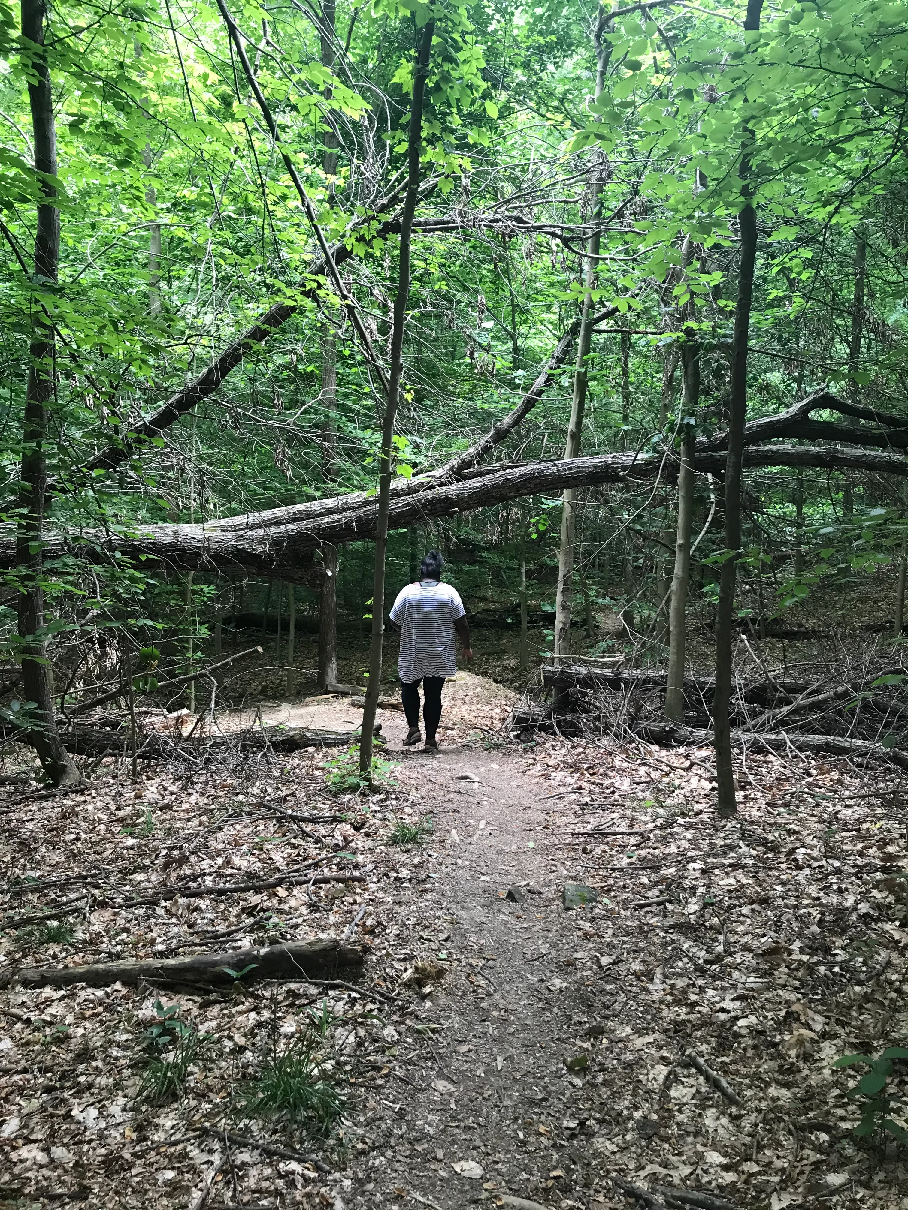 Hike the Millennium Trail, Bernheim Arboretum and Research Forest