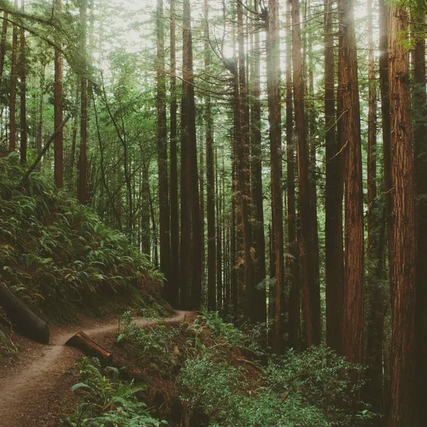 Your Guide to Visiting Muir Woods