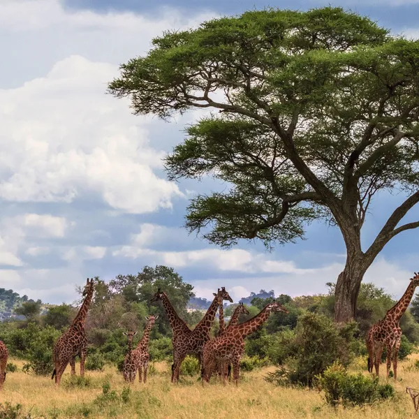 The Best Places Around the World to See Wildlife