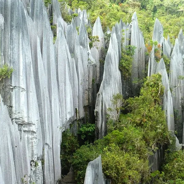 Gunung Mulu National Park and Borneo Jungle