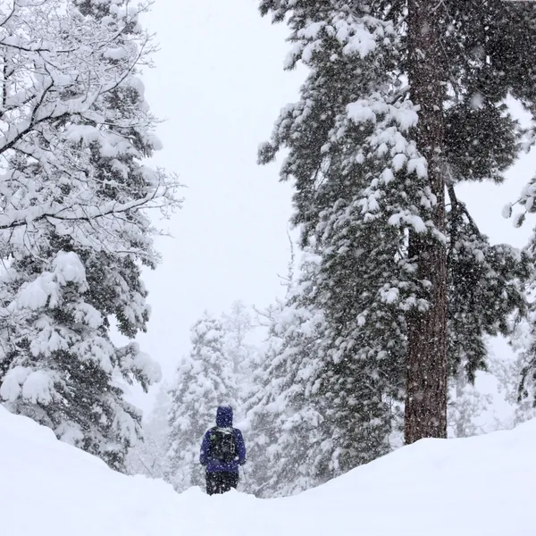 10 Awesome Places to Snowshoe in California