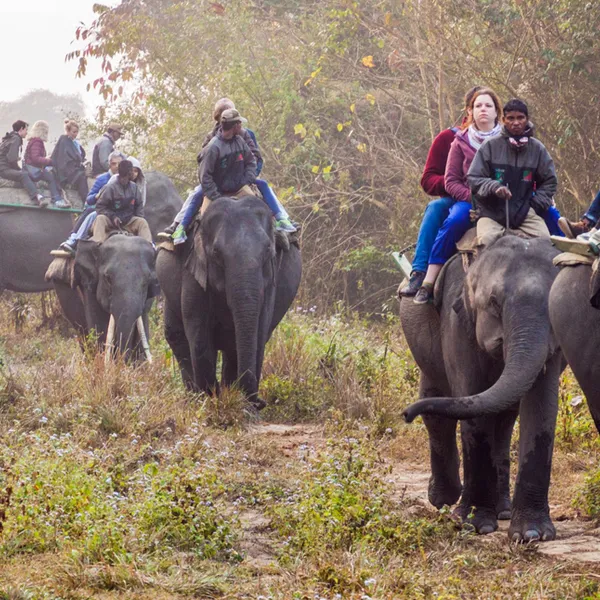 Get Wild on a Trip to India