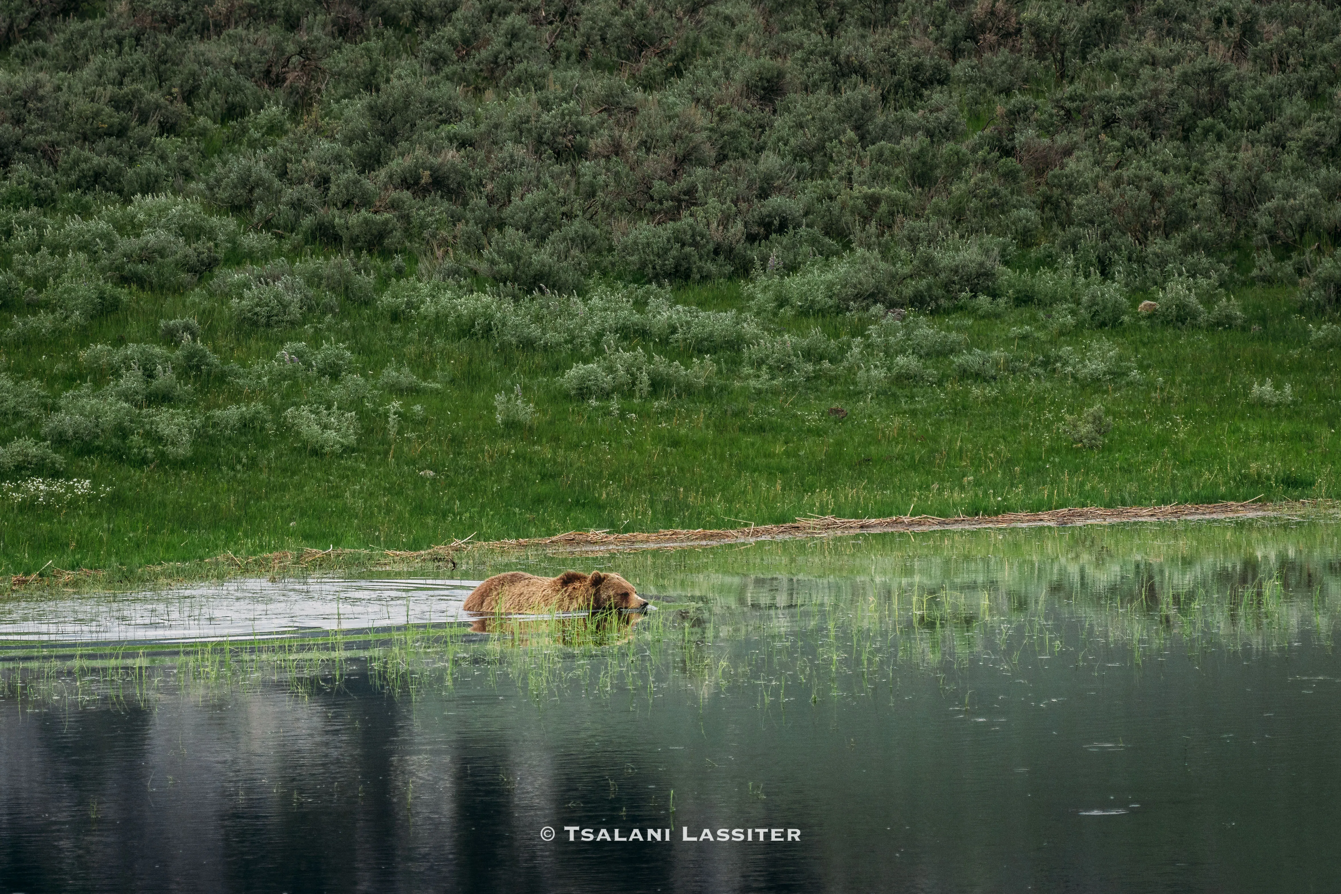 Photograph Grizzly Bears at Willow Flats Overlook