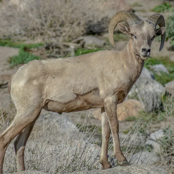 Tips for Seeing/Photographing Wildlife