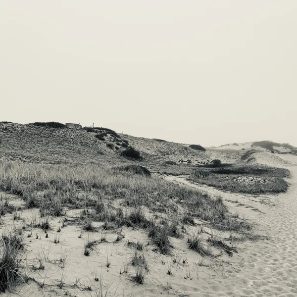 Experience Cape Cod - Dune Shack Trail, Provincetown