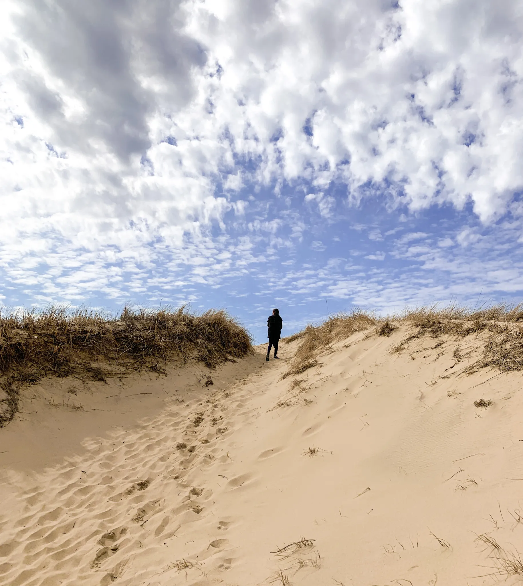 Hike the Pamet Area Trail