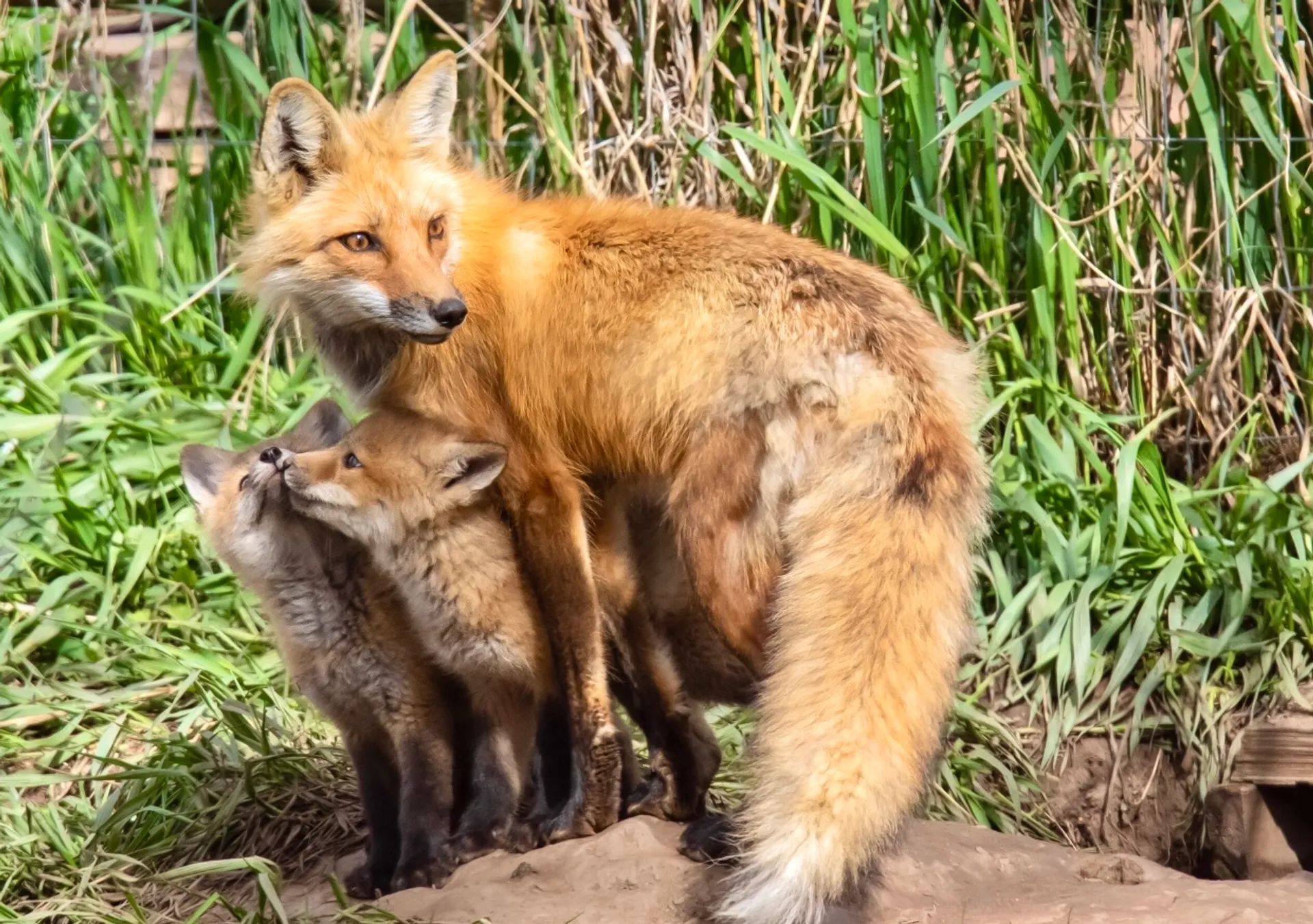 For A Time Like This - Backyard Wildlife Photography 