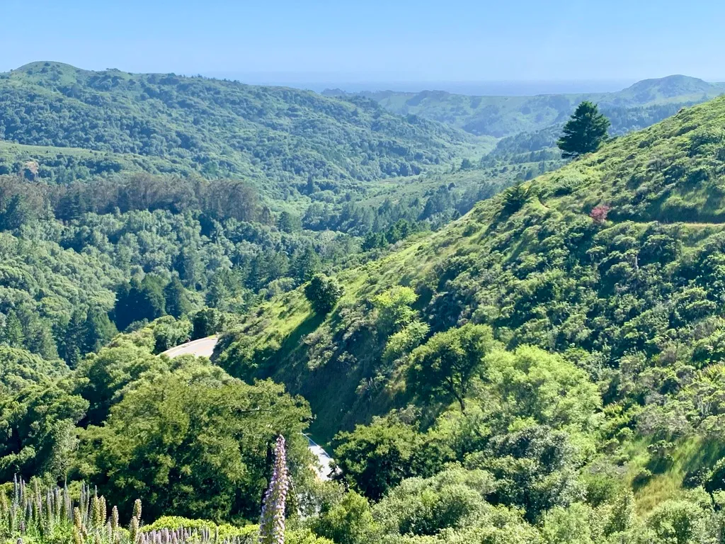 Dipsea Trail