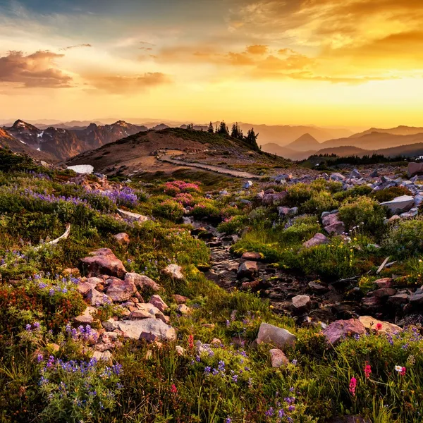 Plan a Trip to Iconic Mount Rainier National Park