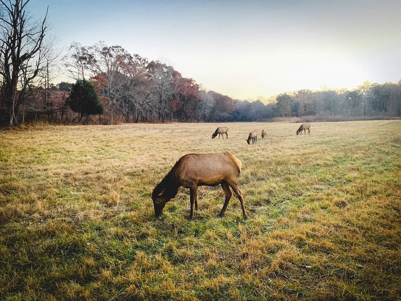 Photograph Elk and Bison Prairie at Land Between the Lakes National Recreation Area