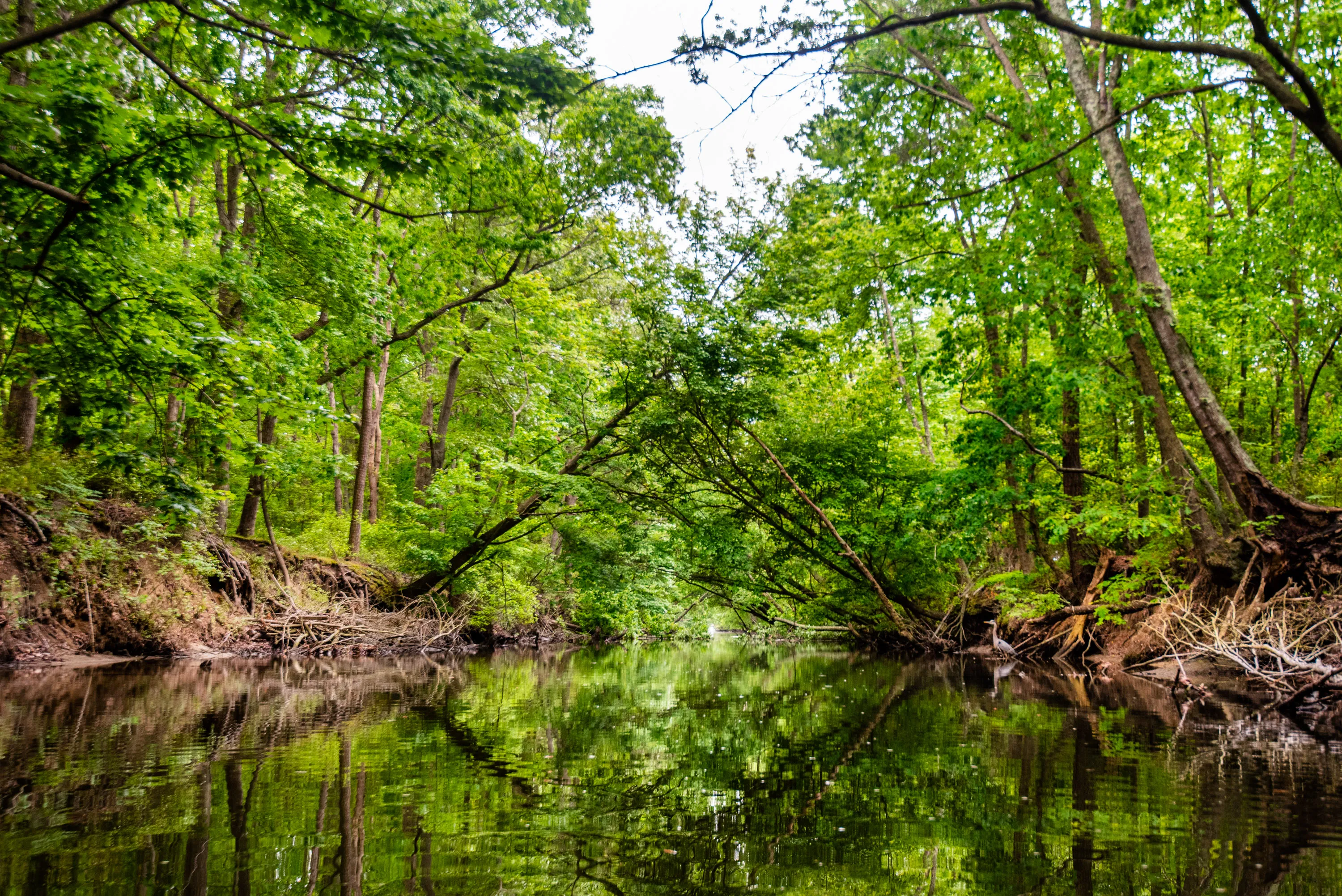 Paddle the Assawoman Canal 