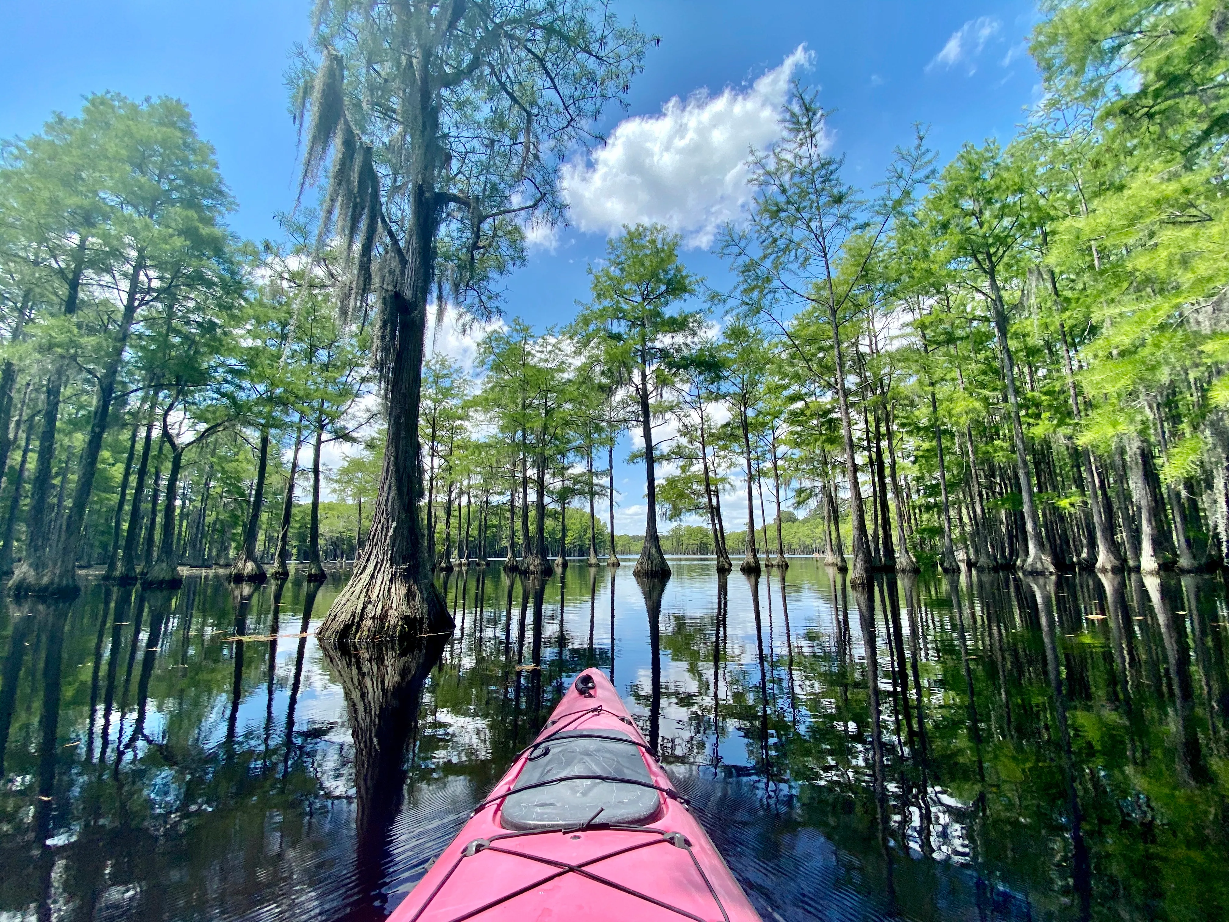 Kayak at George L Smith State Park