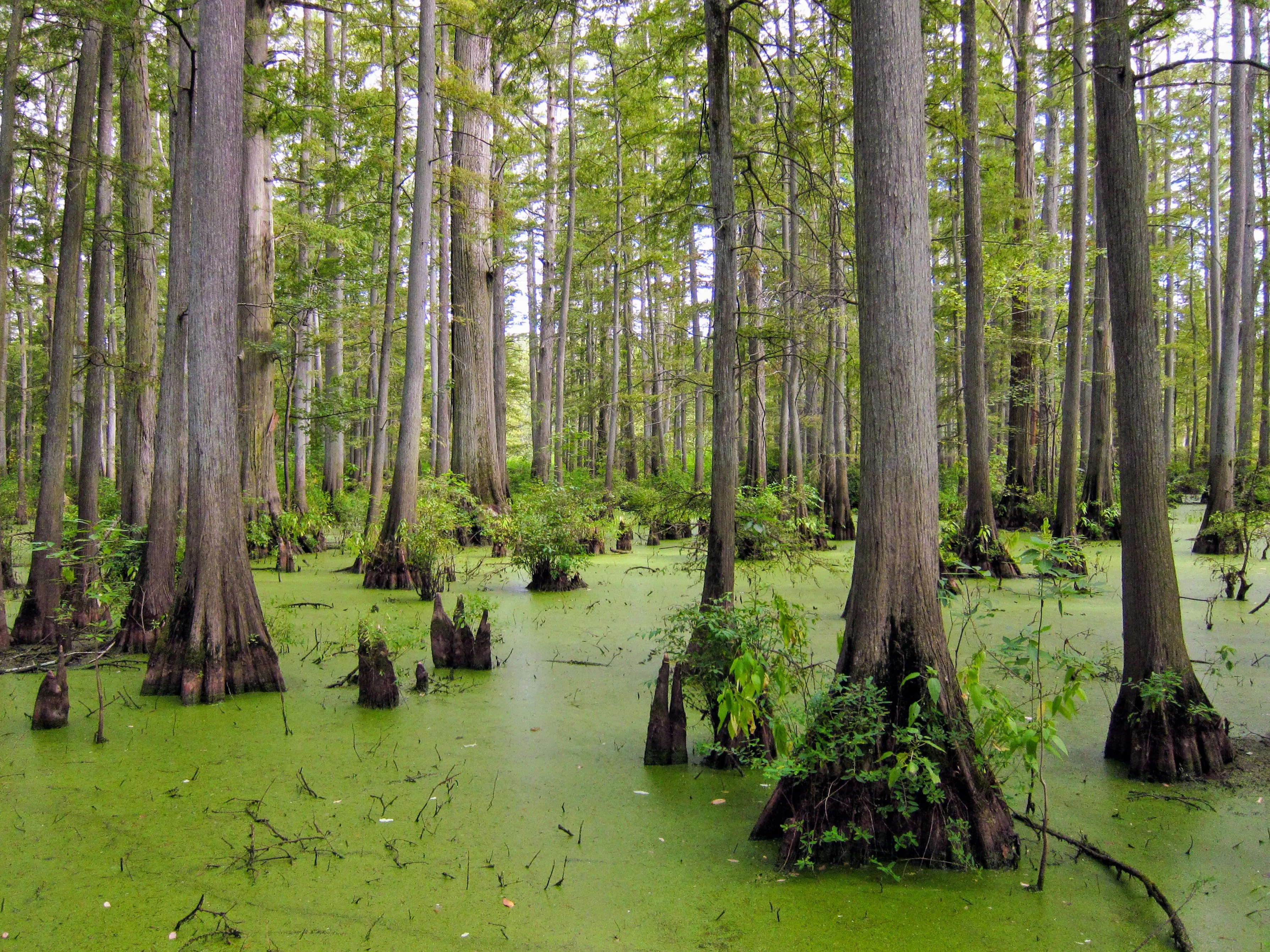 Hike the Todd Fink-Heron Pond Trail