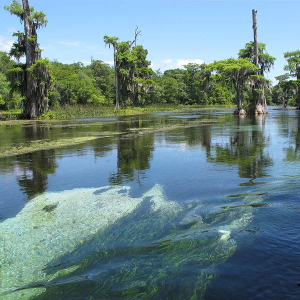 Explore the Sapphire Waters of Wakulla Springs, Florida