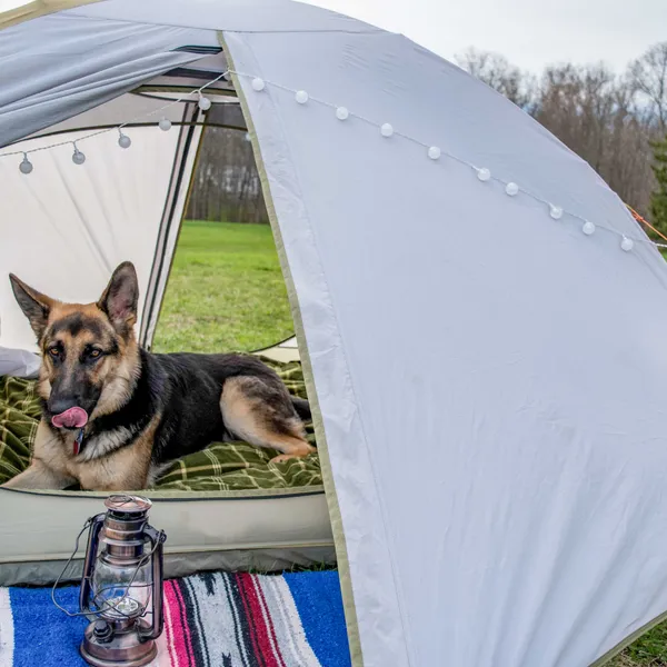 The Importance of Training When Camping with Dogs