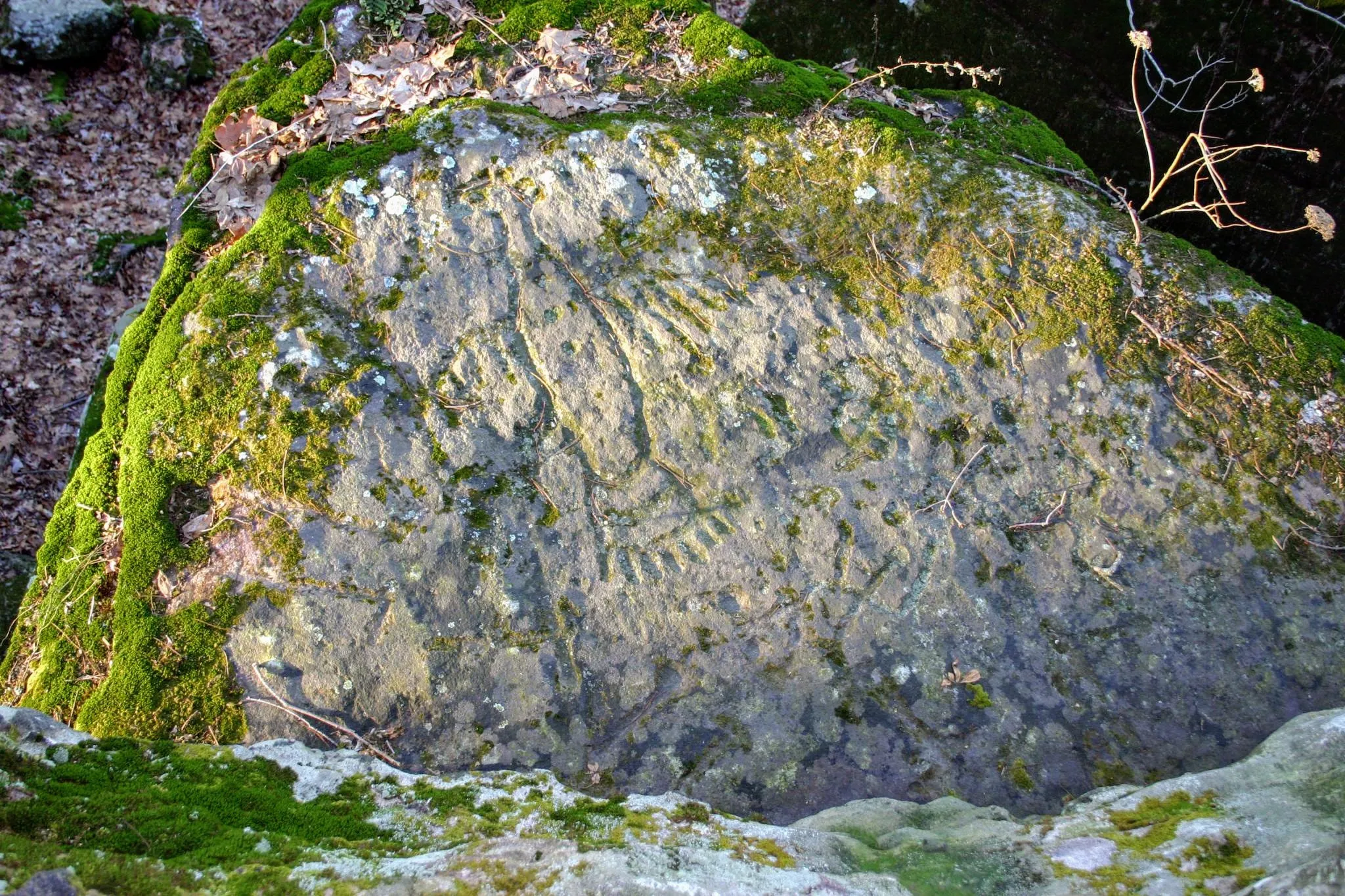 Hike Millstone Bluff in the Shawnee National Forest