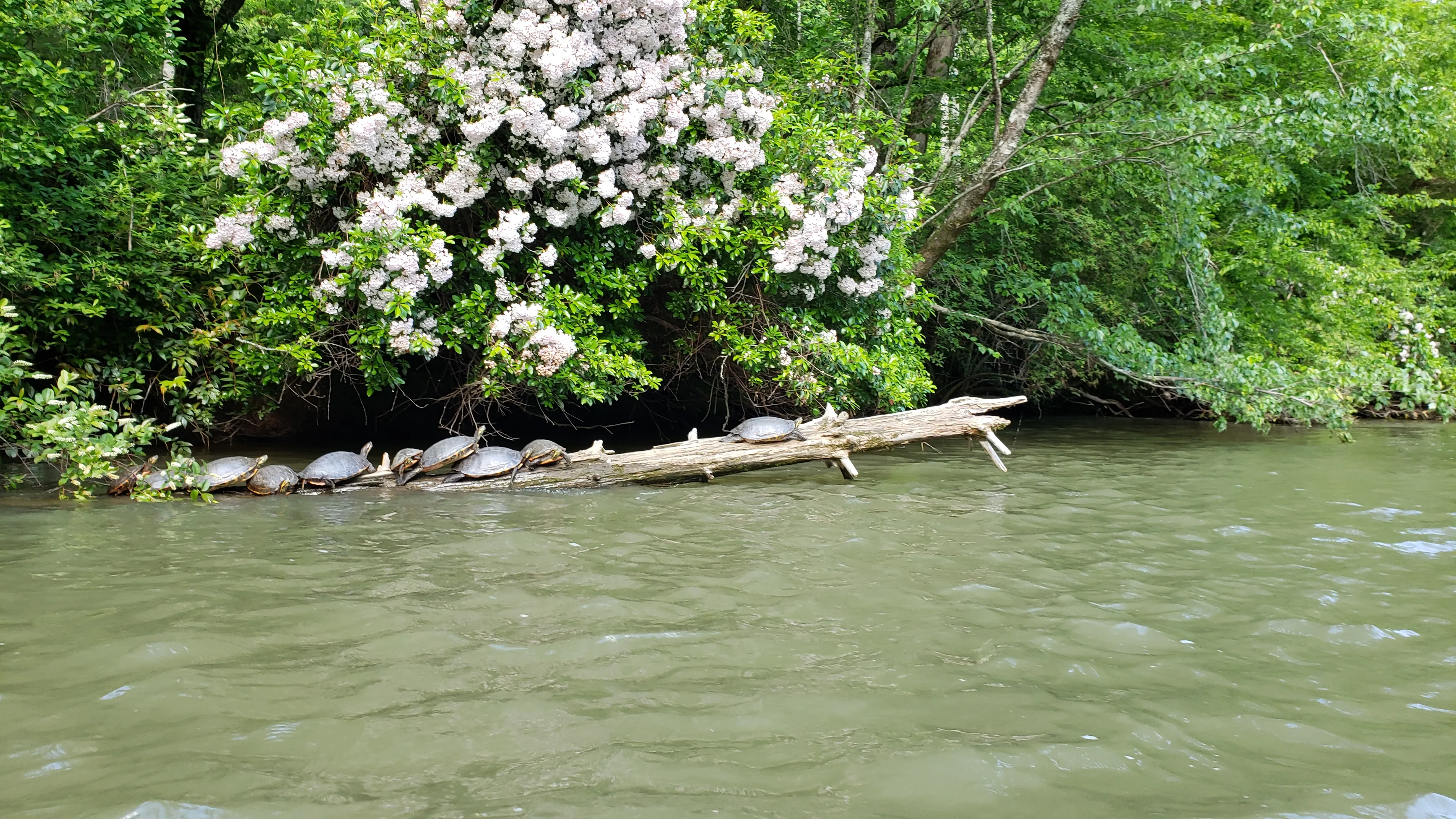 Kayak the Chestatee River South of Dahlonega