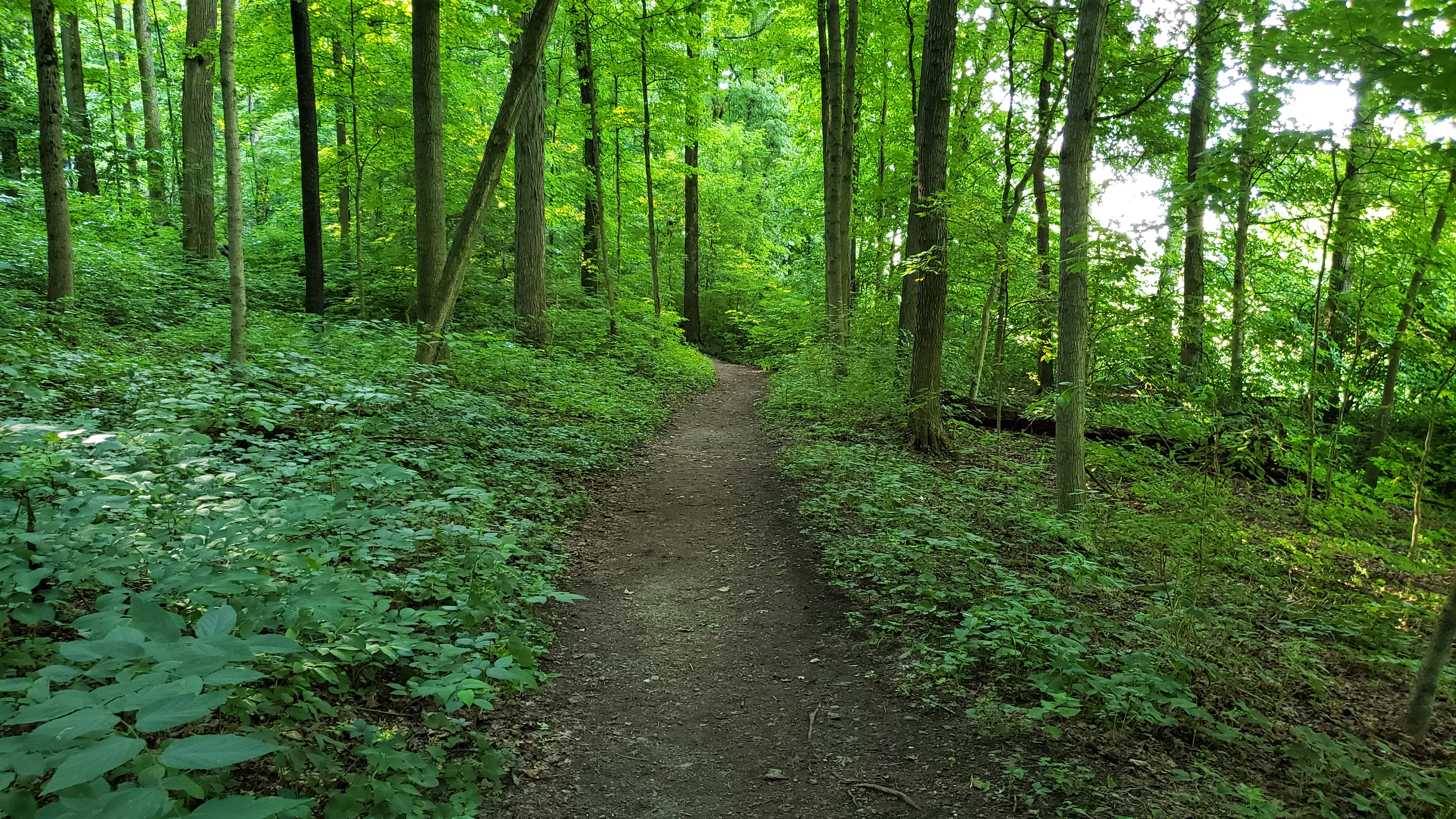 Hike the Adirondack Trail at Hills & Dales MetroPark