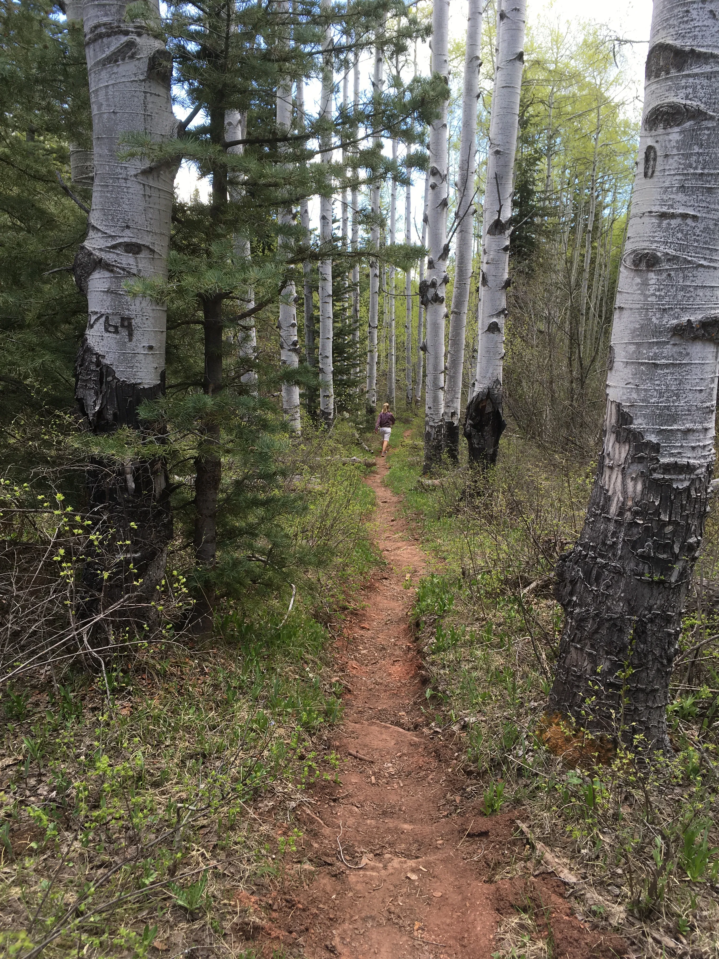 Hike the First Fork/Red Creek Loop
