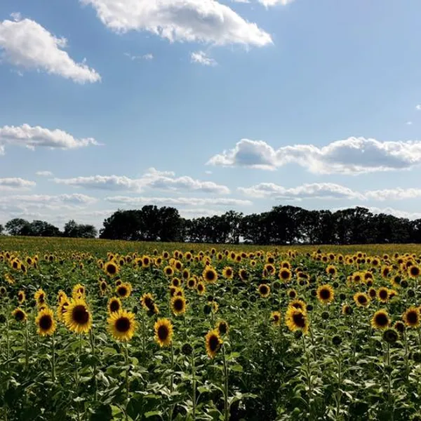 3 Instagram-Worthy Sunflower Fields in Wisconsin