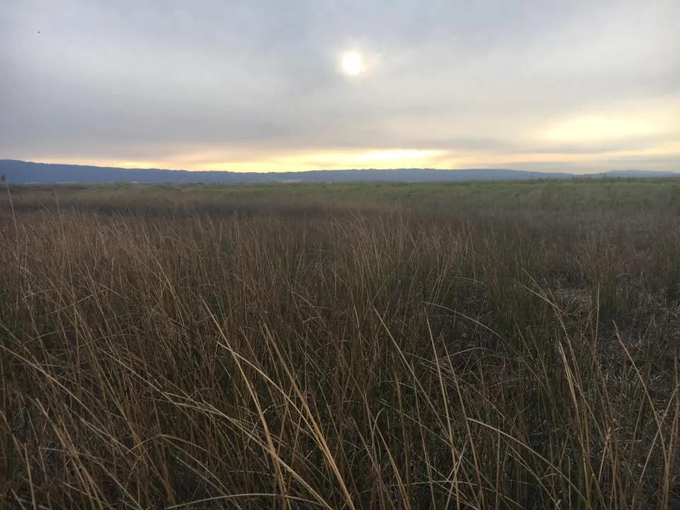 Alviso Slough Loop