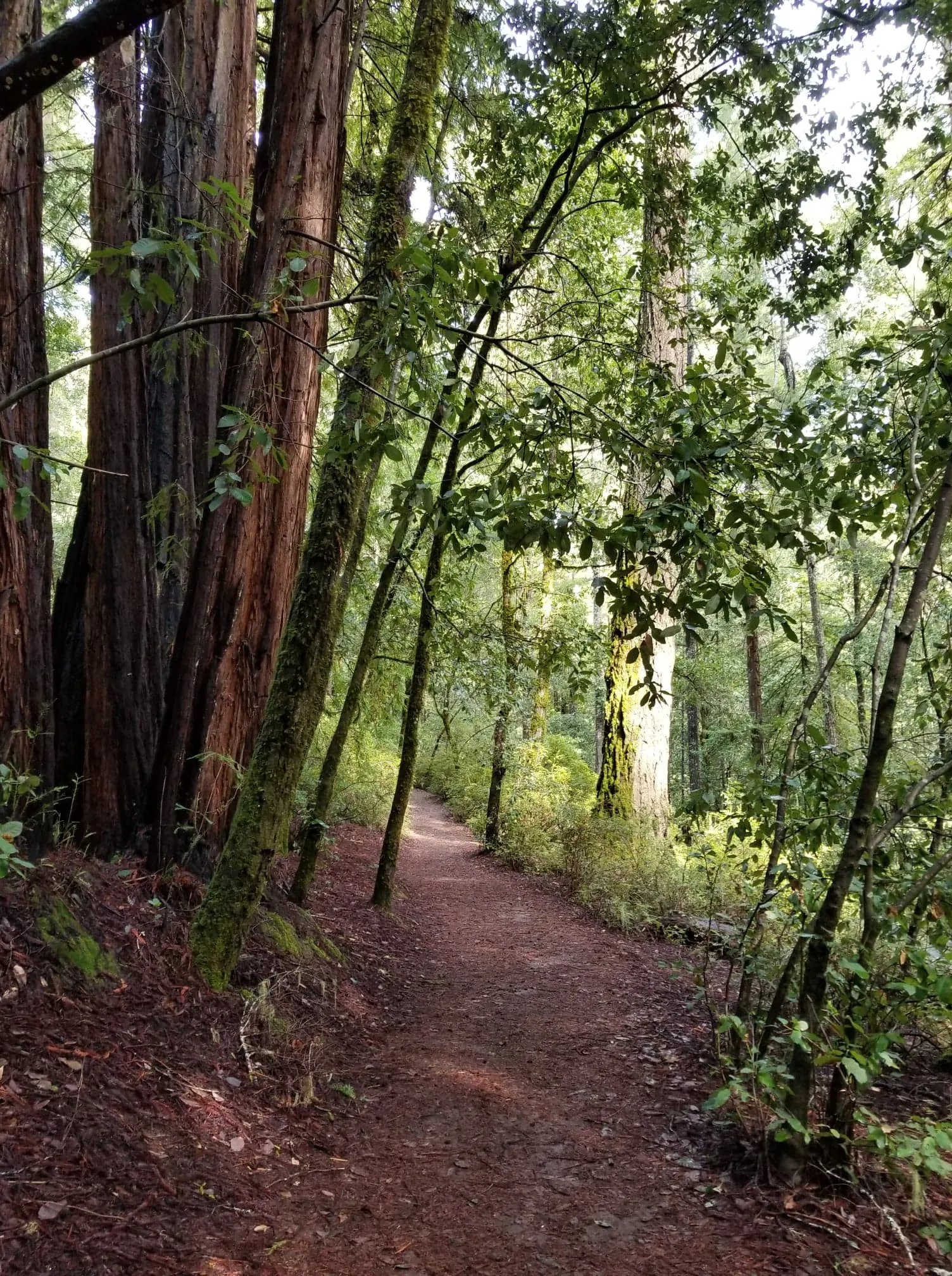 Sequoia Trail