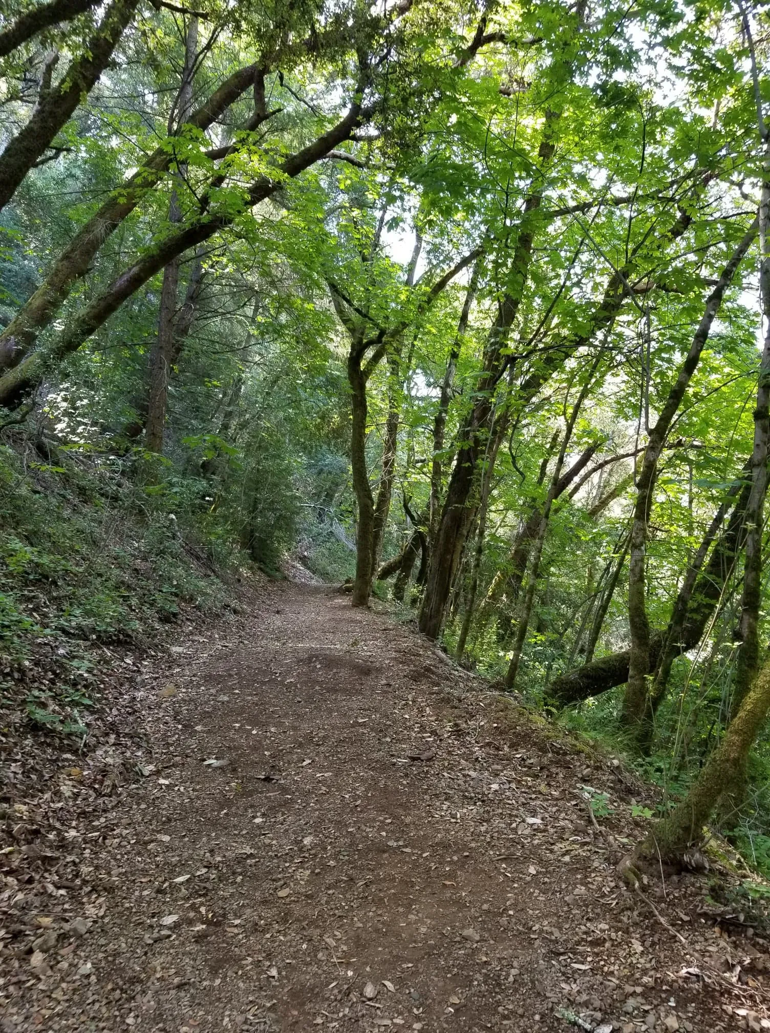 Sanborn and San Andreas Trail Loop