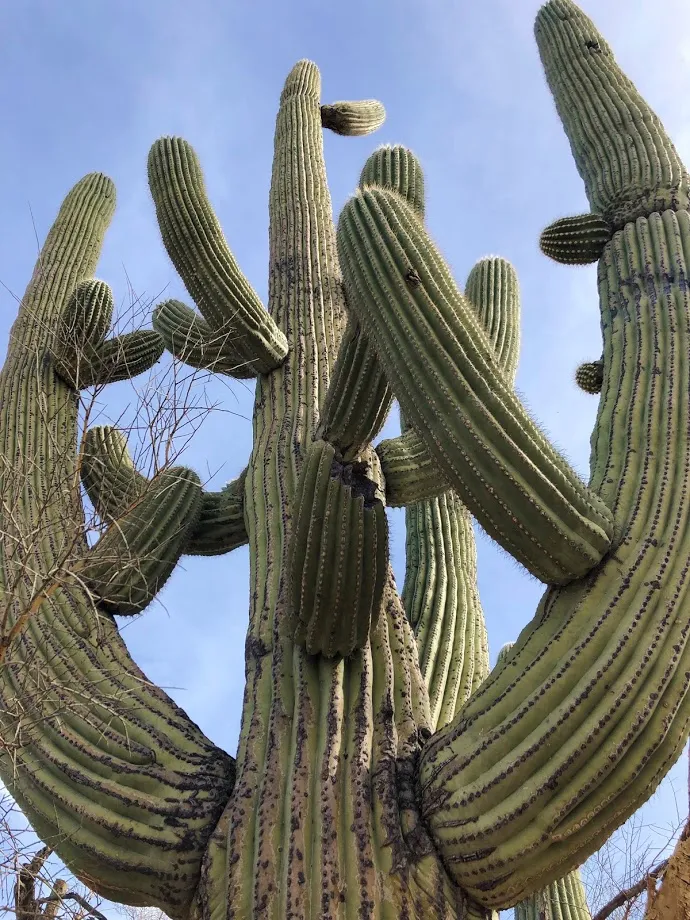 Drive the Scenic Loop in Saguaro National Park East (Cactus Forest)