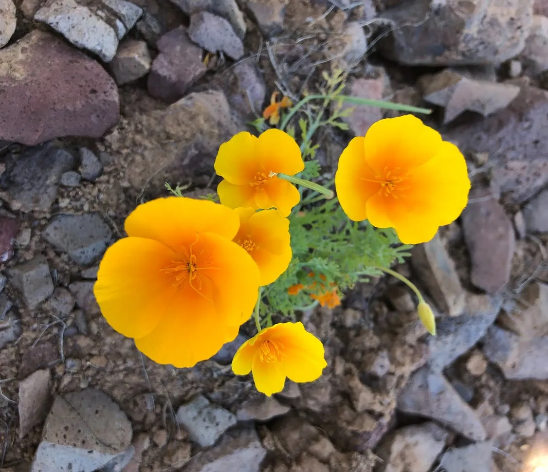 Photograph the Wildflowers at Picacho Peak State Park