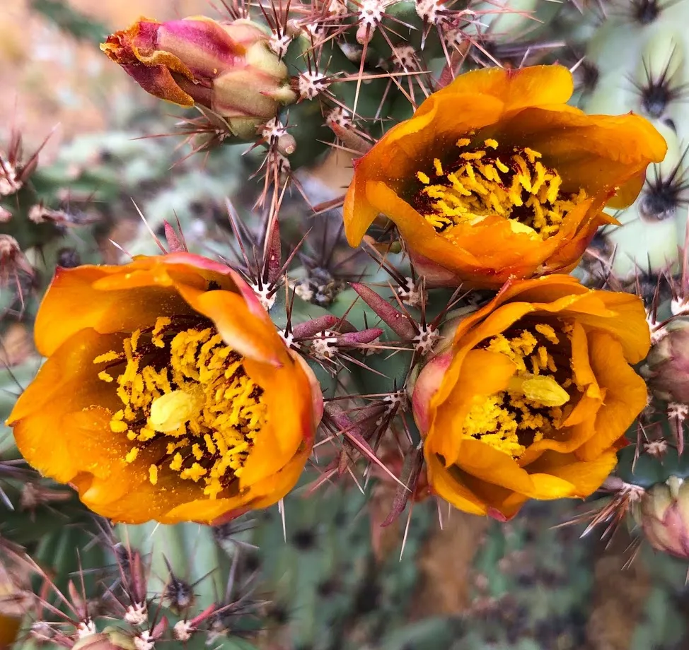 Photograph Cactus Blooms at Lost Dutchman