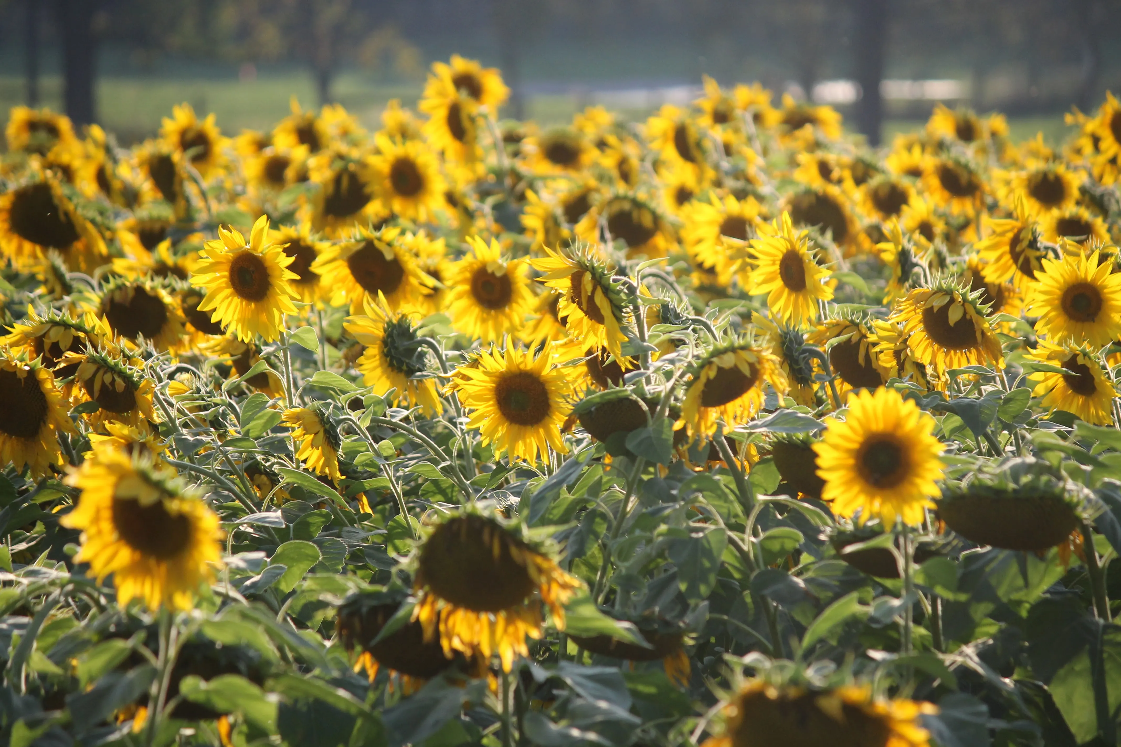 Visit the Tecumseh Sunflower Field 