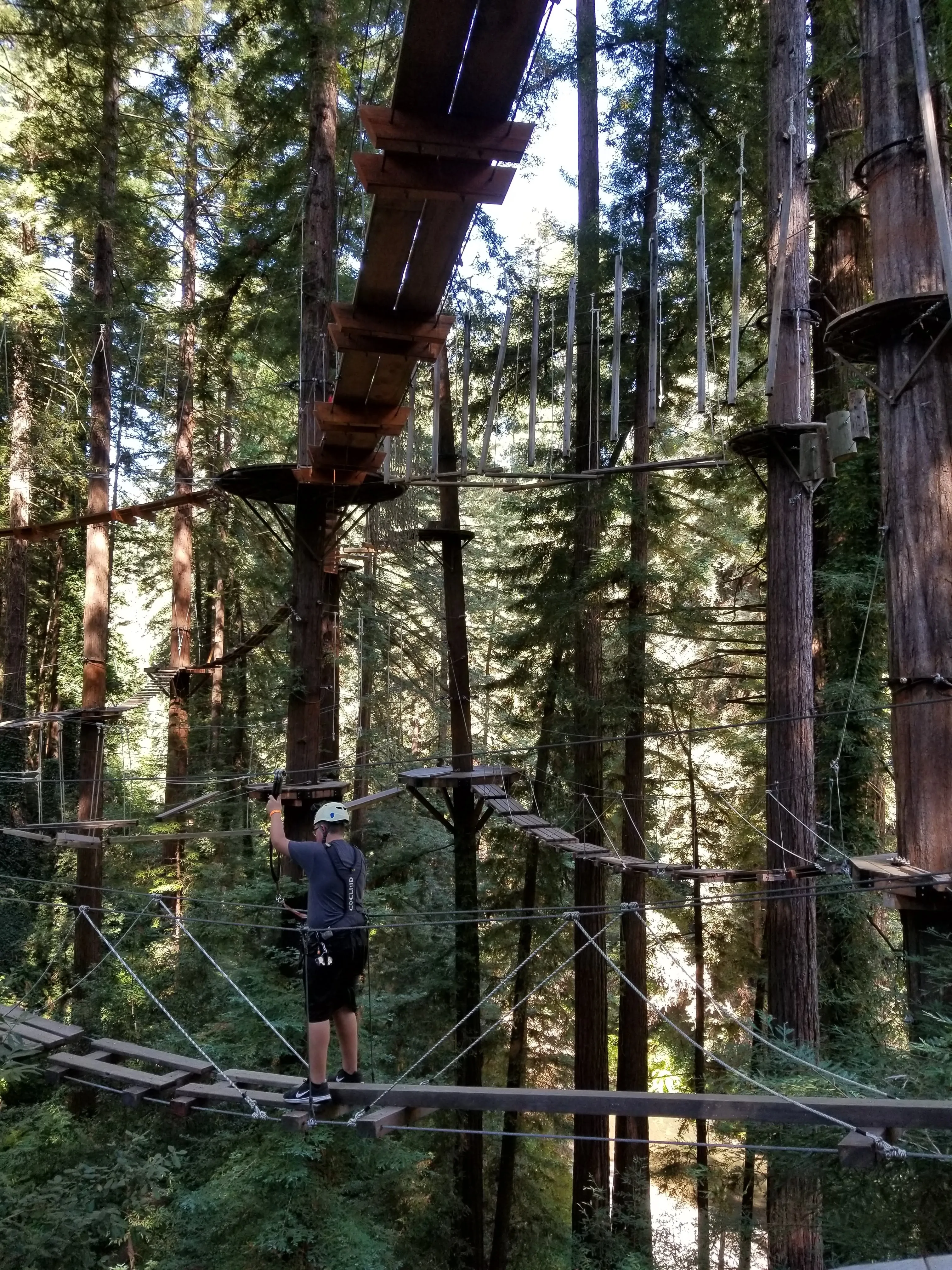 Tree Climb Mount Hermon