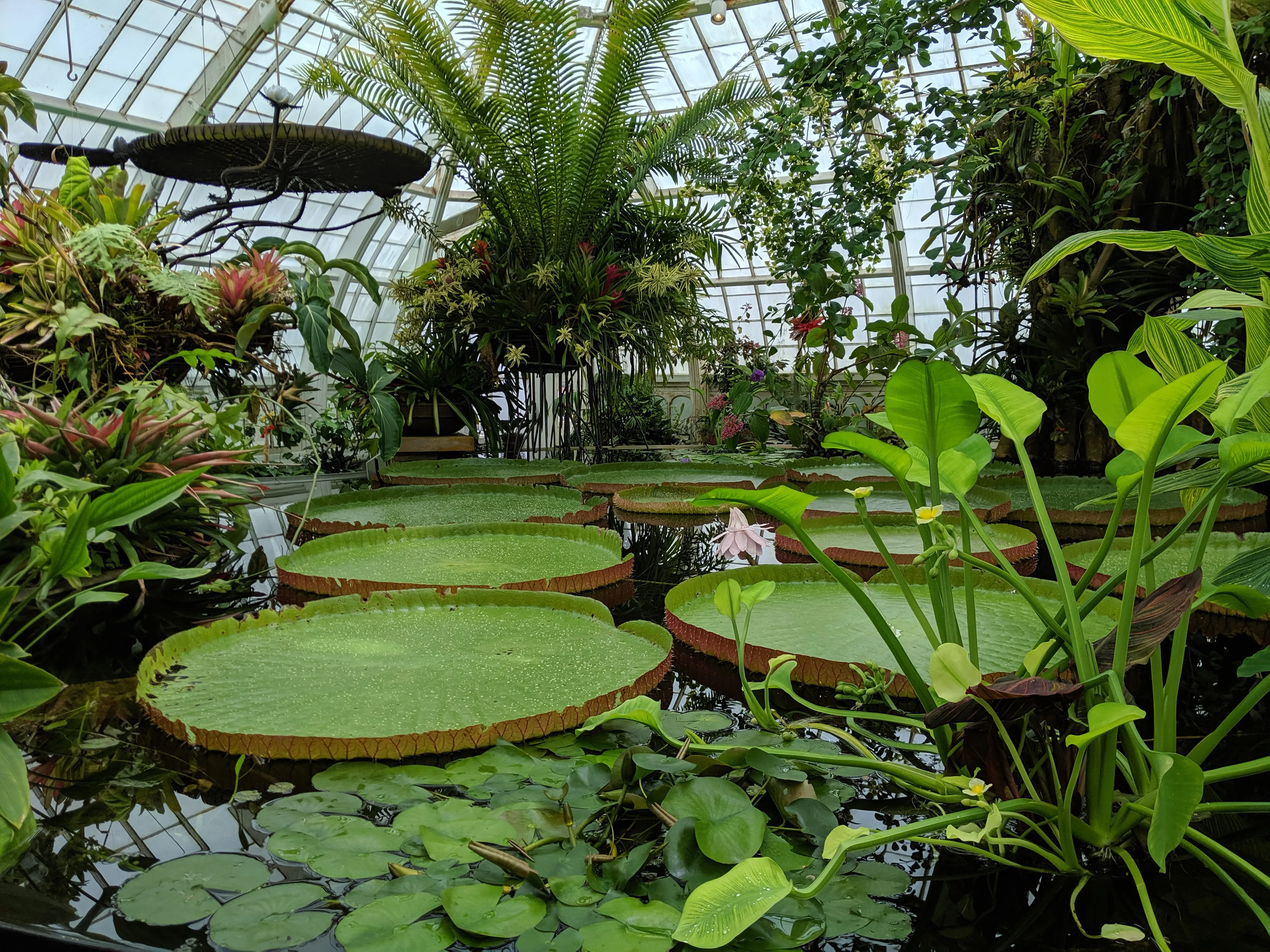 Conservatory of Flowers