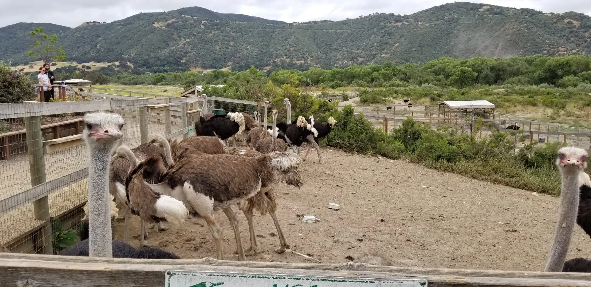 Ostrichland USA