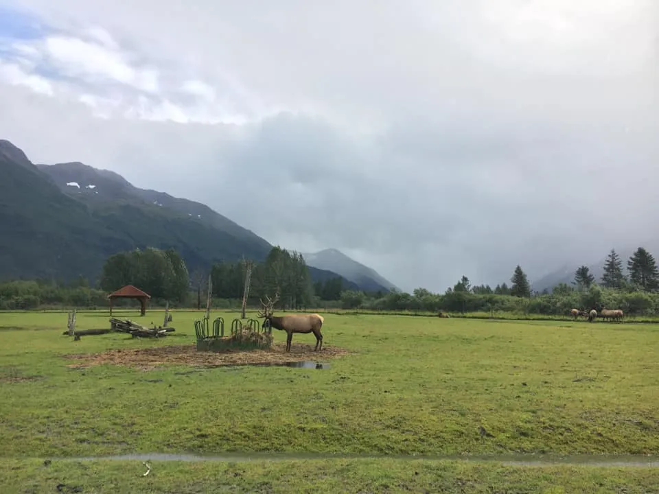Explore the Alaska Wildlife Conservation Center