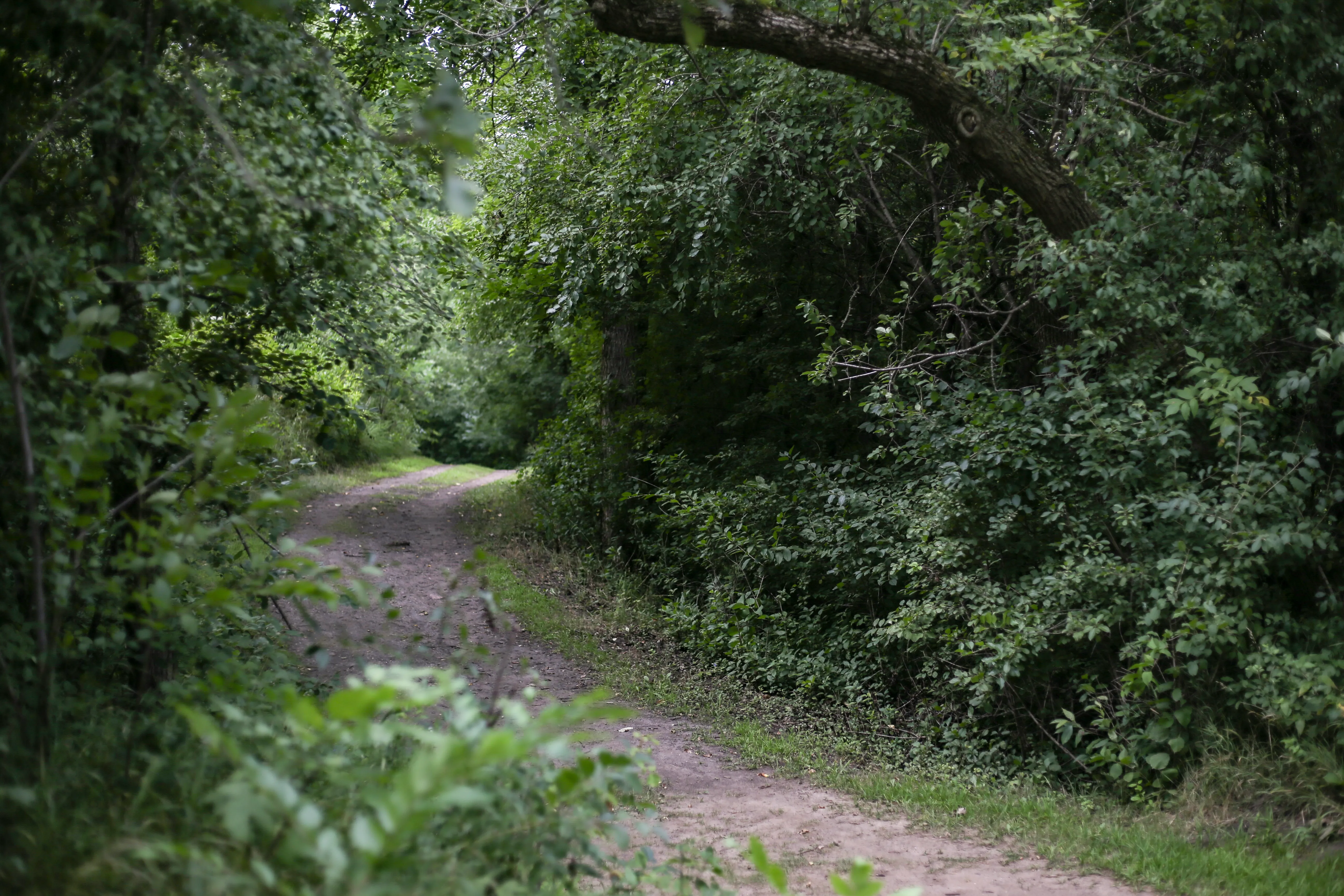 Great Bear Valley Trail 
